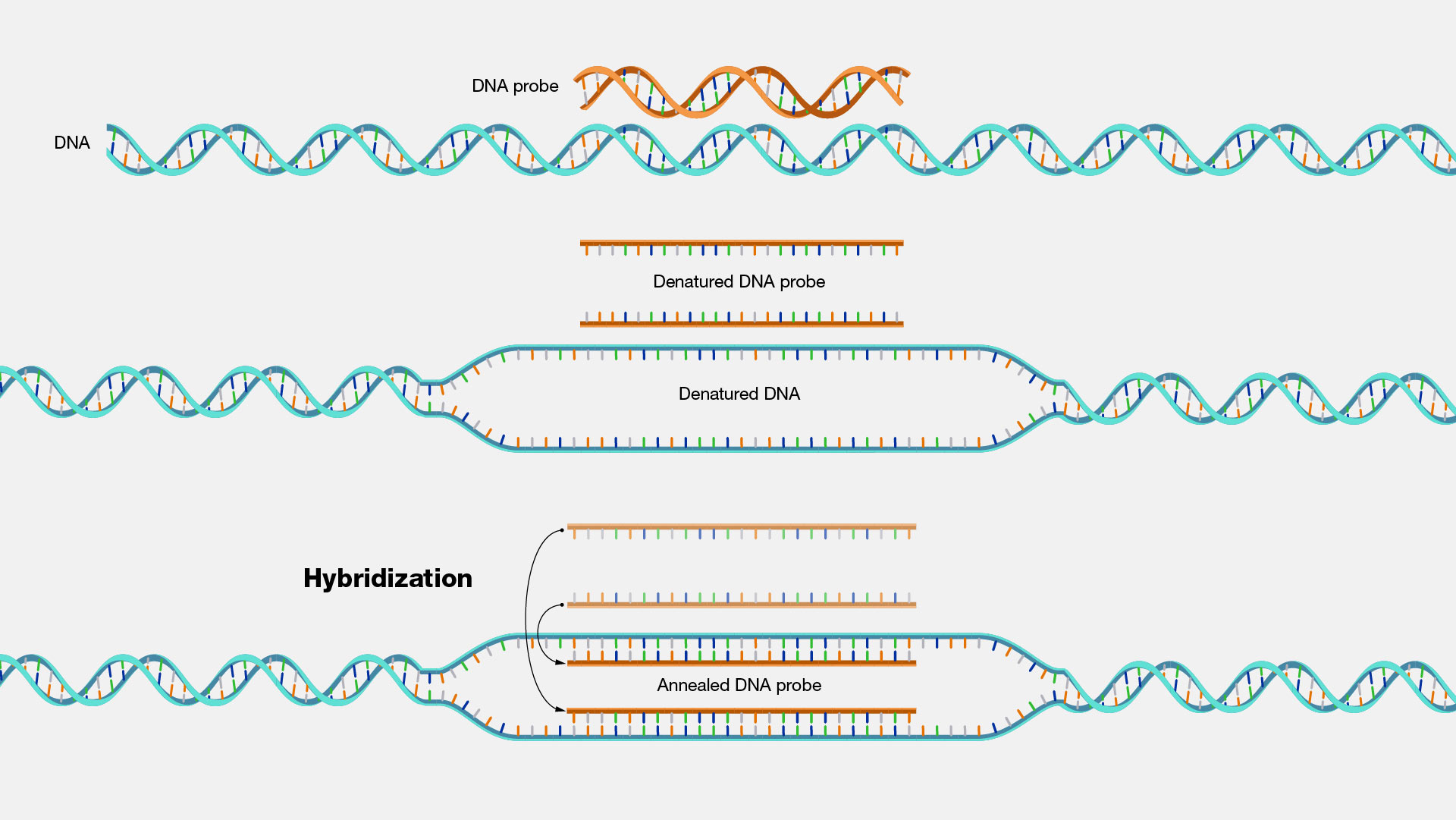 How DNA hybridization works